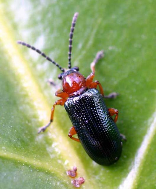Insekticidi